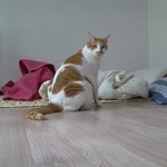 나의 동거묘 도칠이 귀여운 취침 사진들..<b>PS</b>...