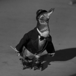 [방탄소년단] 방탄이 만약 <b>펭귄</b>이라면