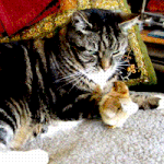 [방탄소년단] +호서기 추가)방탄이 만약 <b>고양이</b>라면