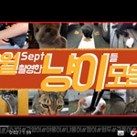 [고양이] 부산 술집냥 주차냥 커피냥 아픈냥등 9월 촬영 냥이들...
