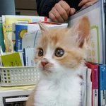 아기냥 <b>호빵이</b>-3