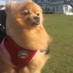 [강아지] 우리 <b>집</b> 댕댕<b>이</b> 개라스틴짤 보고가~