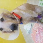 도와주세요)저희 강아지가 전남 여수에 애견카페에 장기호텔중 시한부판정을...