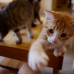 [고양이] [반창<b>고냥</b>이]  함께 사는 고양이 자랑 ^^