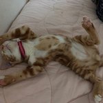 나 어렸을때 <b>강박</b>증 개심했었음 ㅋㅋ