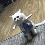<b>울집</b> 애옹이가 젤 기요미다
