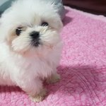 울 귀염둥~  뭉치도 자랑할께용^^