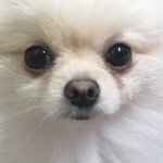 ++)우리집<b>댕댕이</b> 얼굴샷보고가