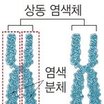 염색체 구조 이해가 <b>안</b><b>가</b>ㅠㅠㅠ