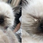 [드루와] <b>주사바늘</b>이 아파서 우는 고양이