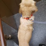 [방탈죄송] 저희 쿠로가 여수애견카페 장기 호텔링 후 시한부가 되어...