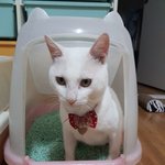 [고양이] 터앙 흰둥이의 가족이 되어주세요