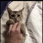 [강다니엘] 오리 너무 귀여움 ㅋㅋㅋㅋㅋ