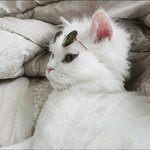 [댓글부탁해] 시험때 <b>책상</b> <b>안</b>비운애들 개극혐임