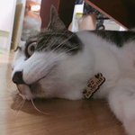 고양이 찾습니다