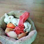 [강아지] 우리 마루자랑 헤헤ㅋㅋ