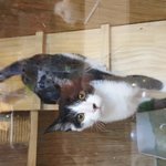 냥이 <b>입양</b>해도 괜찮을까요?