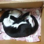 [꼭봐주세요] 행님이는 강아지 꼬맹이는 고양이 나는 쥐