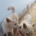 [강아지] 교통사고 <b>백구</b> 중기소식 입니다