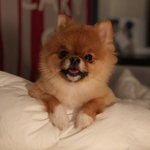 [강아지] 포메라니안 노루<b>LEE</b>