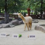 아니 <b>뒷북</b> 미안한데 알파카 이름후보에 왜 영민이가..?