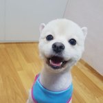 안녕 나는 포야 2탄