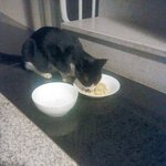[댓글부탁해] 고양이 잘 아는 사람ㅠㅠ