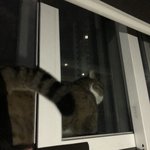 [강아지] 두부라는 아이에요8