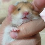 내 햄스터 <b>폭풍</b>성장함