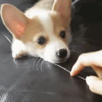<b>웰시</b>코기 이 짤 넘 기엽다