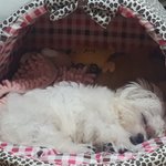 주사맞고 와서 <b>기절</b>했따