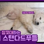 [강아지] 2개월된 스탠다드<b>푸들</b>이 잠꼬대하는 영상 _