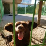 [강아지] 세상에 하나뿐인 종