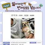 [꼭봐주세요] 강아지를 찾습니다. 부탁드립니다