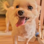 라일/말티즈/여아/7살/2.5kg  *사랑이 필요한 라일이