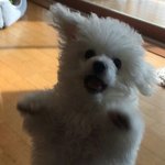 [드루와] 160이 245신으면 발커보임?