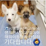 [강아지] 해외이동봉사 부탁드립니다