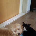 [꼭봐주세요] 행님이는 강아지 꼬맹이는 고양이 그리고 나는 쥐 (+오늘의...