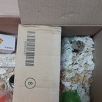 살아남은 <b>북문</b>이 새끼 네마리는~~~