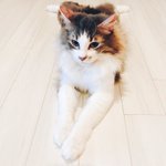 [<b>엔터</b>톡] 자기랑 똑닮은 고양이 키우는 시우민~