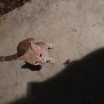아 고양이 너무 귀엽다ㅠㅠㅠㅠㅠㅠㅠ