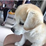 [댓글부탁해] 강아지 버려진 건지 아닌지 좀 봐주라 !!!!!