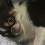 [강아지] <b>장모</b>치와와 매력