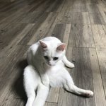 [EXO] 귀엽지 냥생 <b>n차</b> 뛰는 중이야