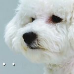 [EXO] 워너블들 인성이 개구림ㄹㅇ
