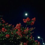 [19] 아 ㄹㅇ 개 난감해...