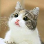 [댓글부탁해] 내 오늘 저녁메뉴 <b>골라조</b>