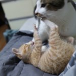[고양이] 삼냥이들 일상 3탄-일년만에 돌아오다
