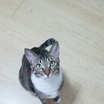 냥이냥이냥이