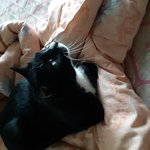 [고양이] 고양이 8마리를 모시고 있는 <b>집사</b>입니다